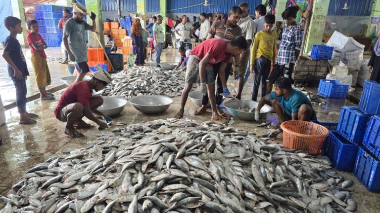 Patuakhali-69046378844ff