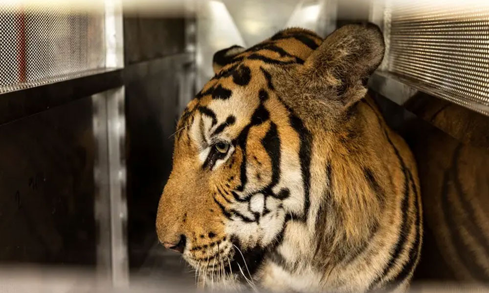 1771666518-a4dba9b67cf54c1c9da7b162dfbc1b74