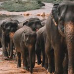 india-(5)-20260213203740