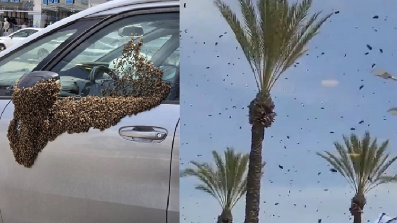 ইসরায়েল-2