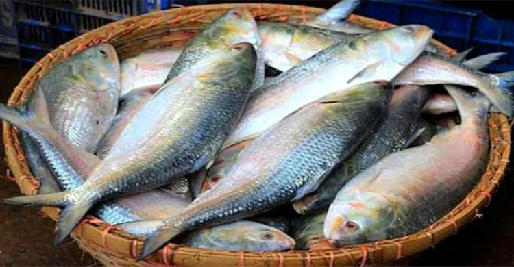 ilish_original_1754901506