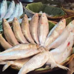 hilsa_latest