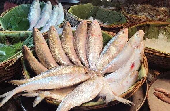 hilsa_latest