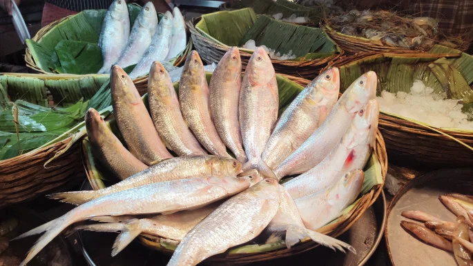 hilsa_latest